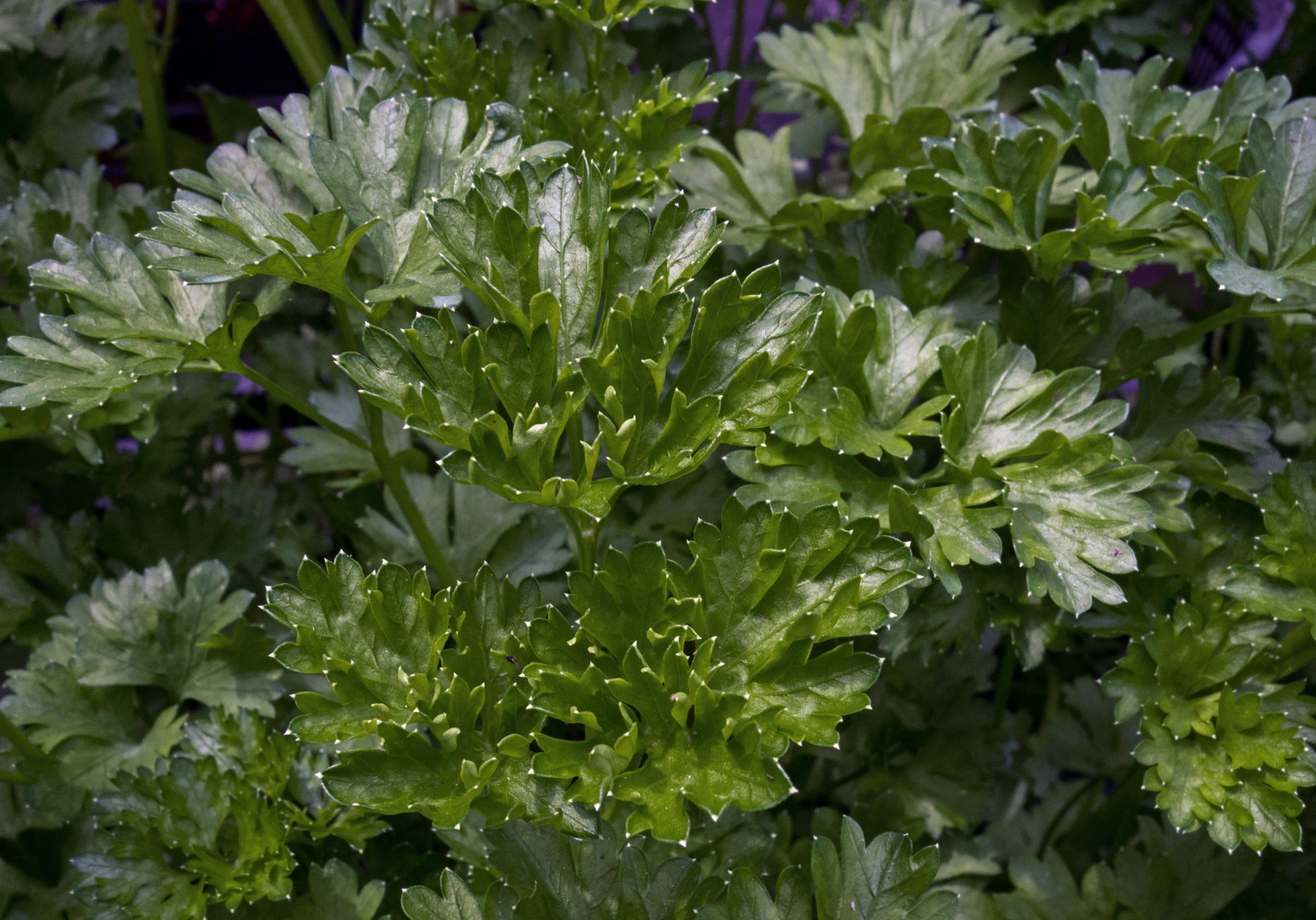 Some delicious flat-leaf Italian parsley to look at.