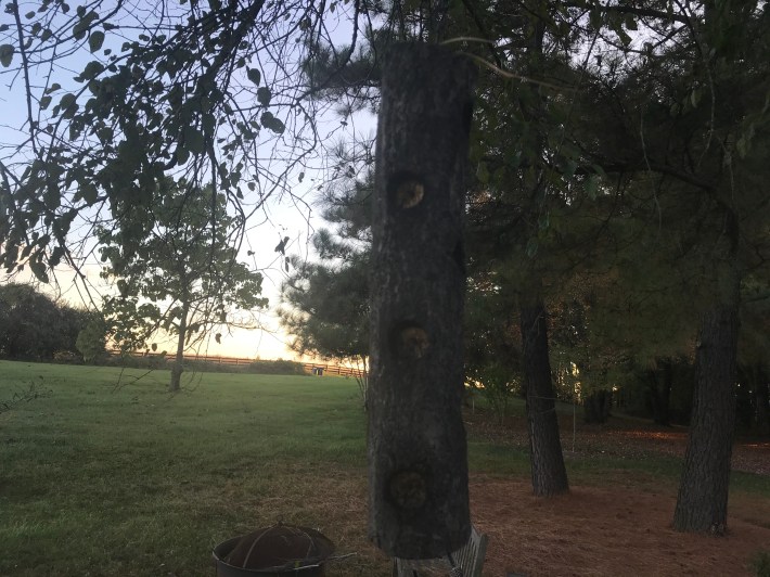 A homemade log-feeder, made by drilling wide holes into a section of a thick tree limb.