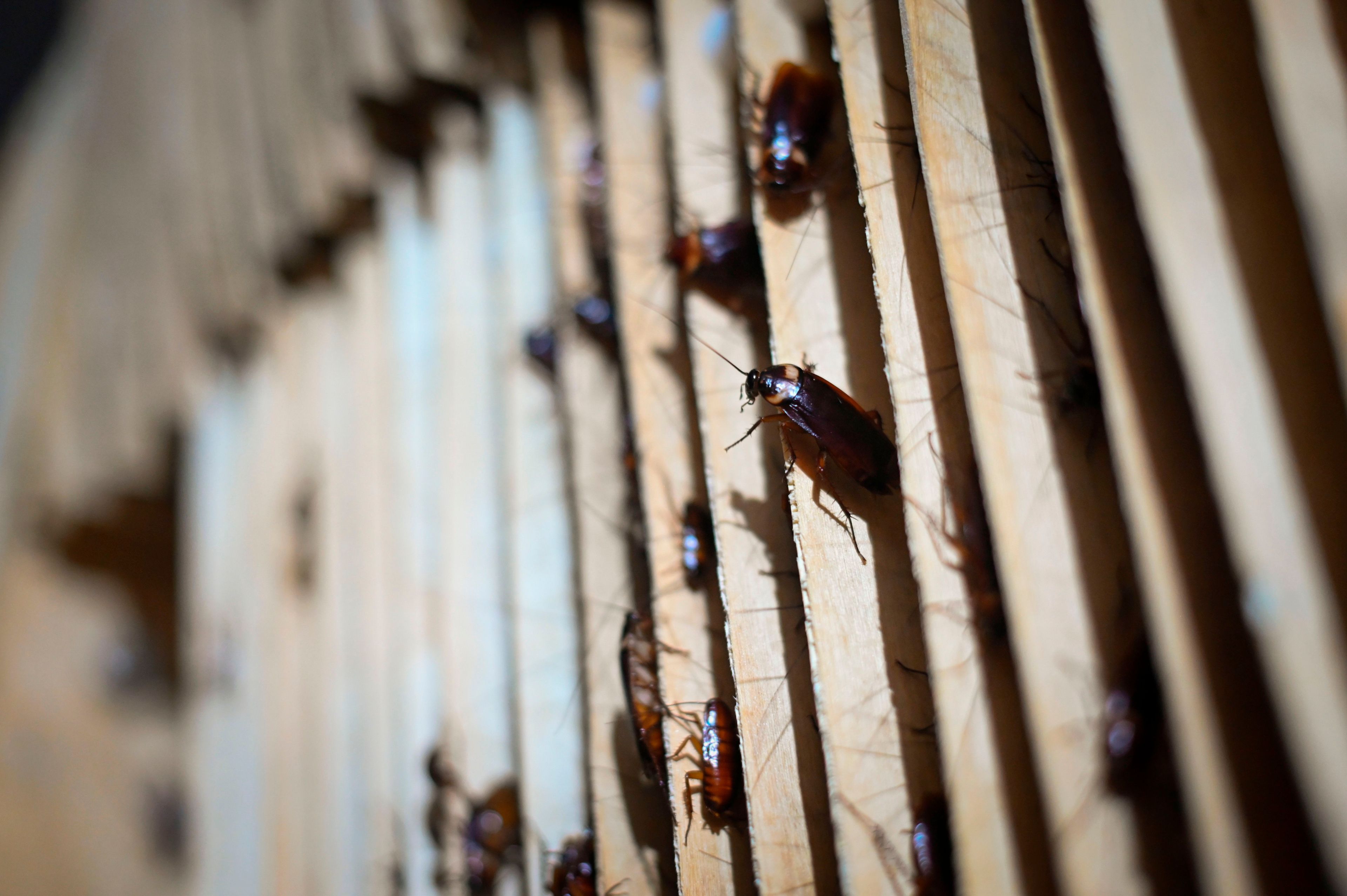Disgusting cockroaches cover a paper structure.