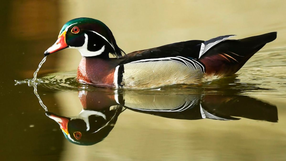 TOPSHOT - A wood duck or Carolina duck, a species of perching duck found in North America, is seen in a pond at the Ghosh Para area of Howrah District near Kolkata on August 11, 2020. (Photo by Dibyangshu SARKAR / AFP) (Photo by DIBYANGSHU SARKAR/AFP via Getty Images)
