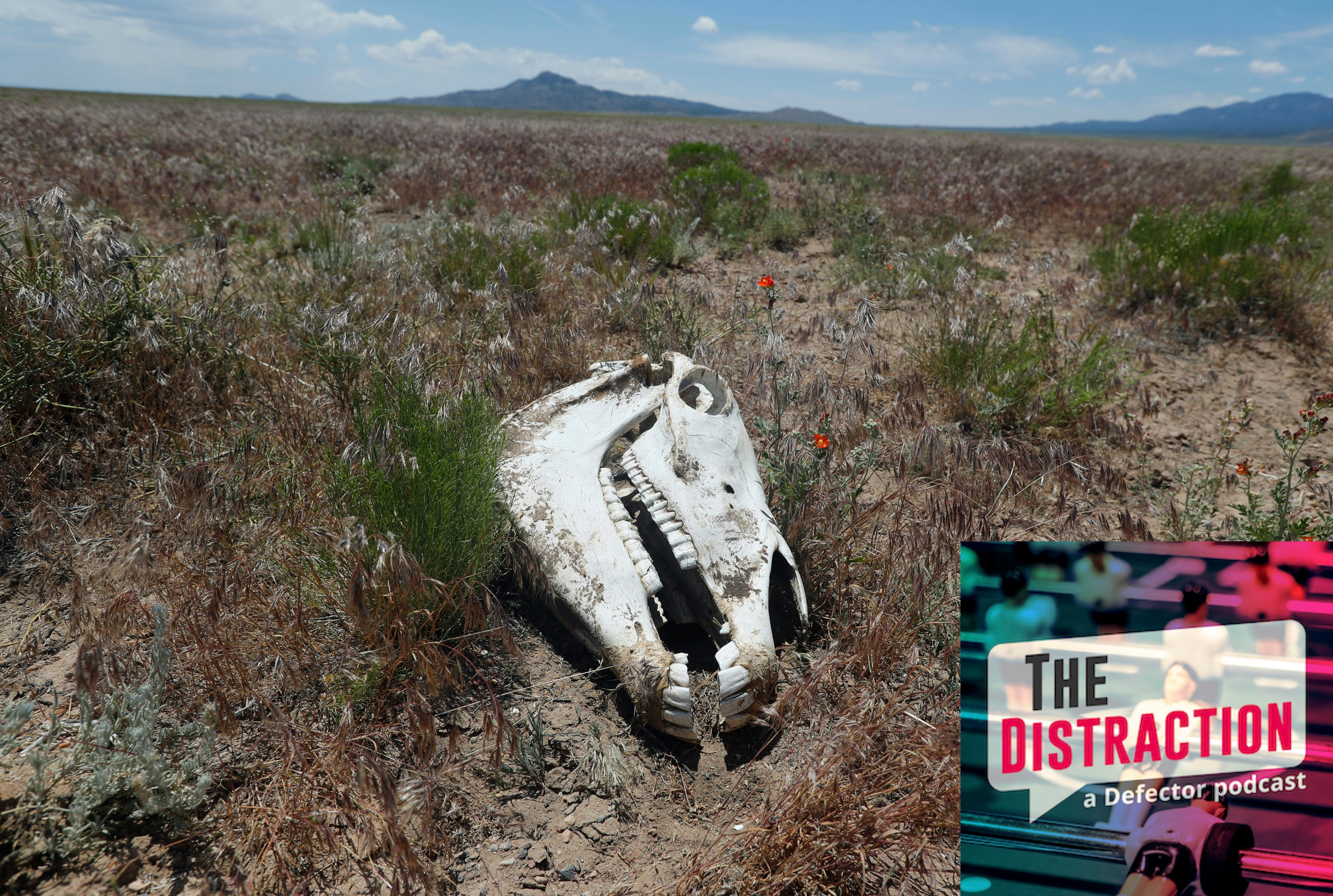A wild horse's skull sitting on federal land. It's a whole thing, don't worry about it.