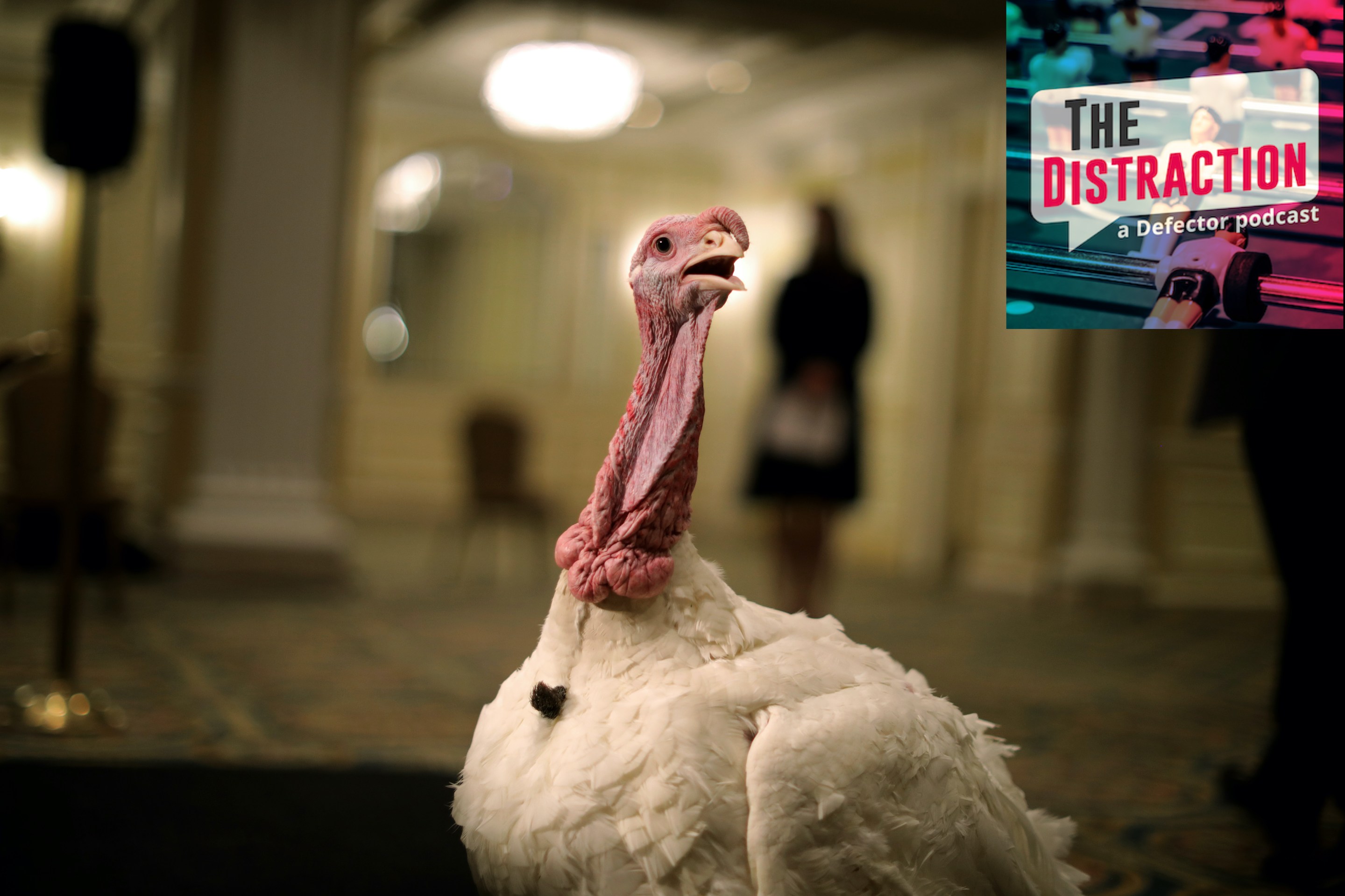 It's a turkey in the White House. For a change! Folks,