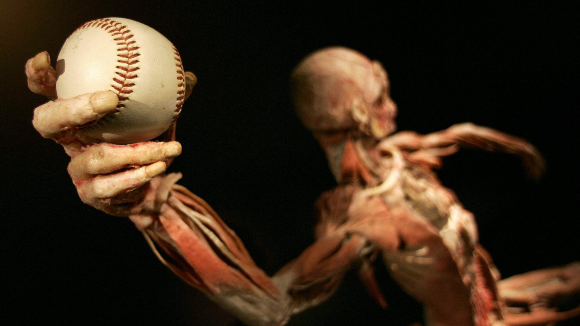 A human cadaver positioned as if throwing a baseball at "Bodies...The Exhibition".