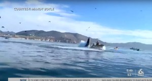 Kayaker Gets Owned By Whale | Defector
