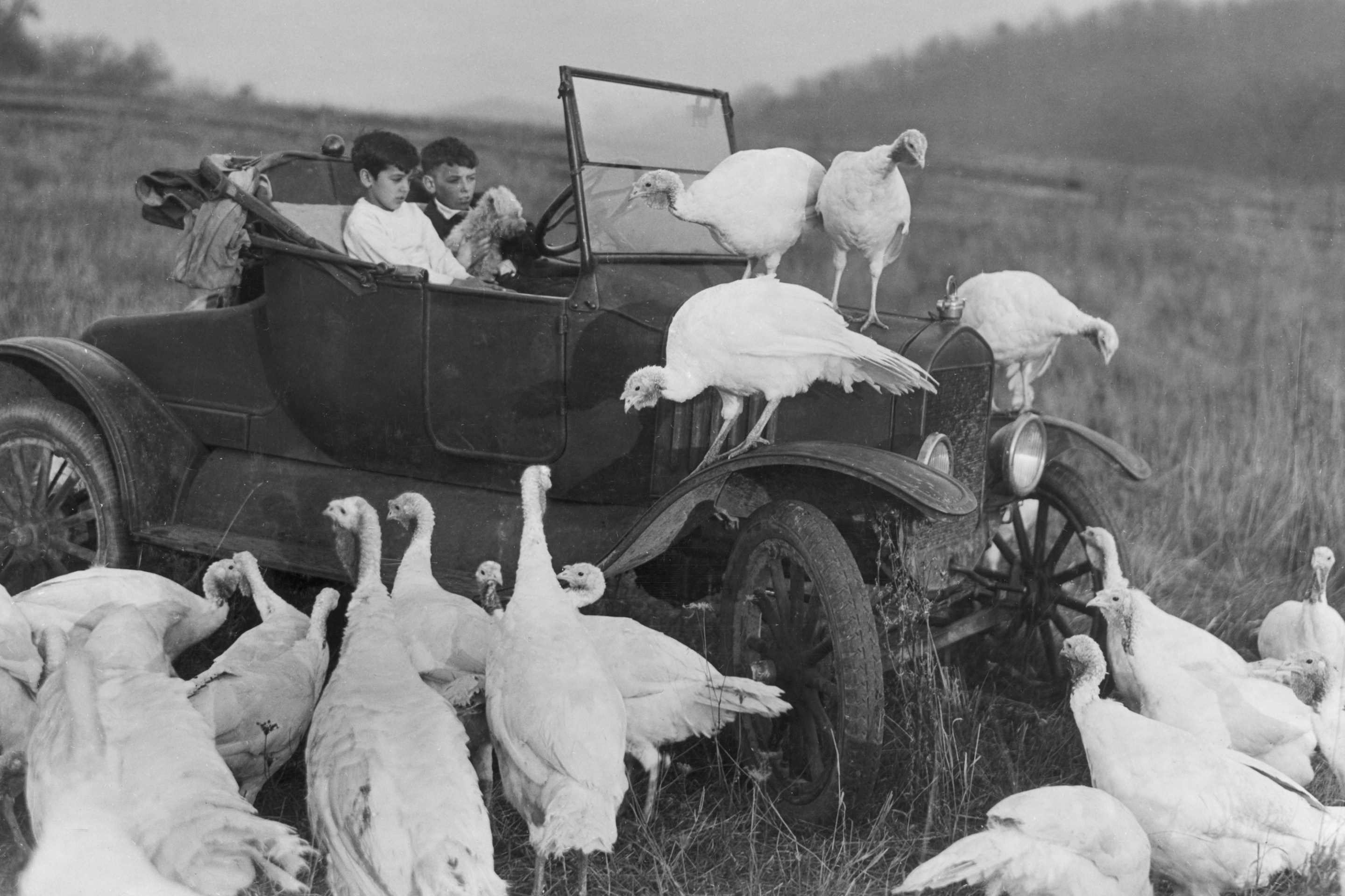 Boys in a car surrounded by turkeys.