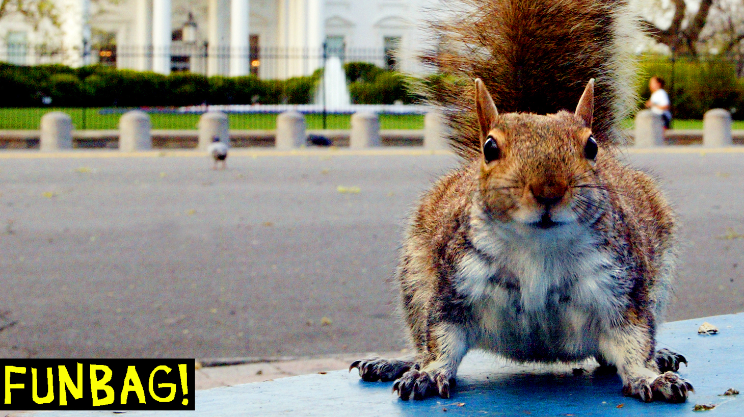 WASHINGTON: A hungry ground squirrel that looks pretty well fed hunts for food in Lafayette Park across from the White House early 10 April, 2002 as the sun starts to rise over the Washington, DC, area. AFP PHOTO Paul J. Richards (Photo credit should read PAUL J. RICHARDS/AFP via Getty Images)
