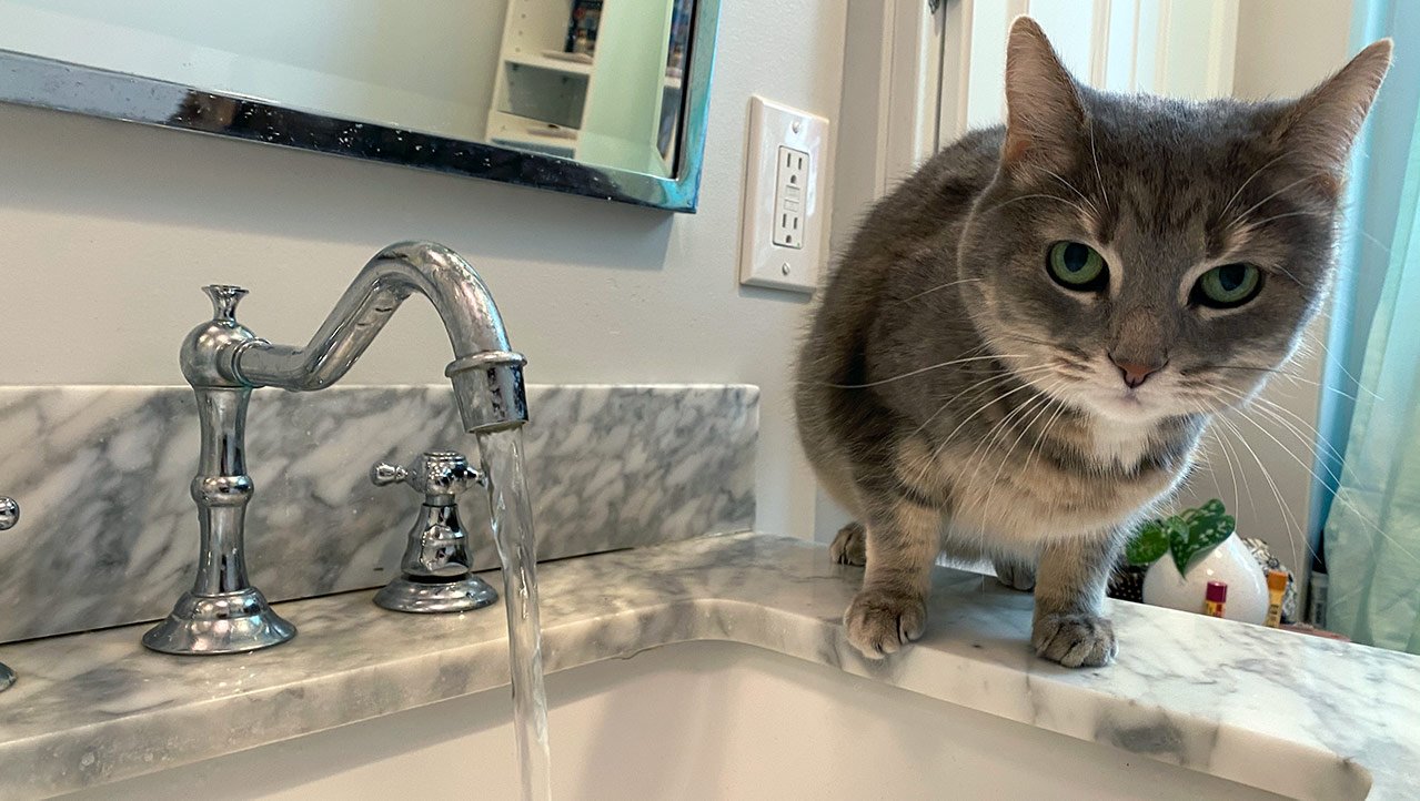 My cat, on the rim of a sink, next to a running faucet