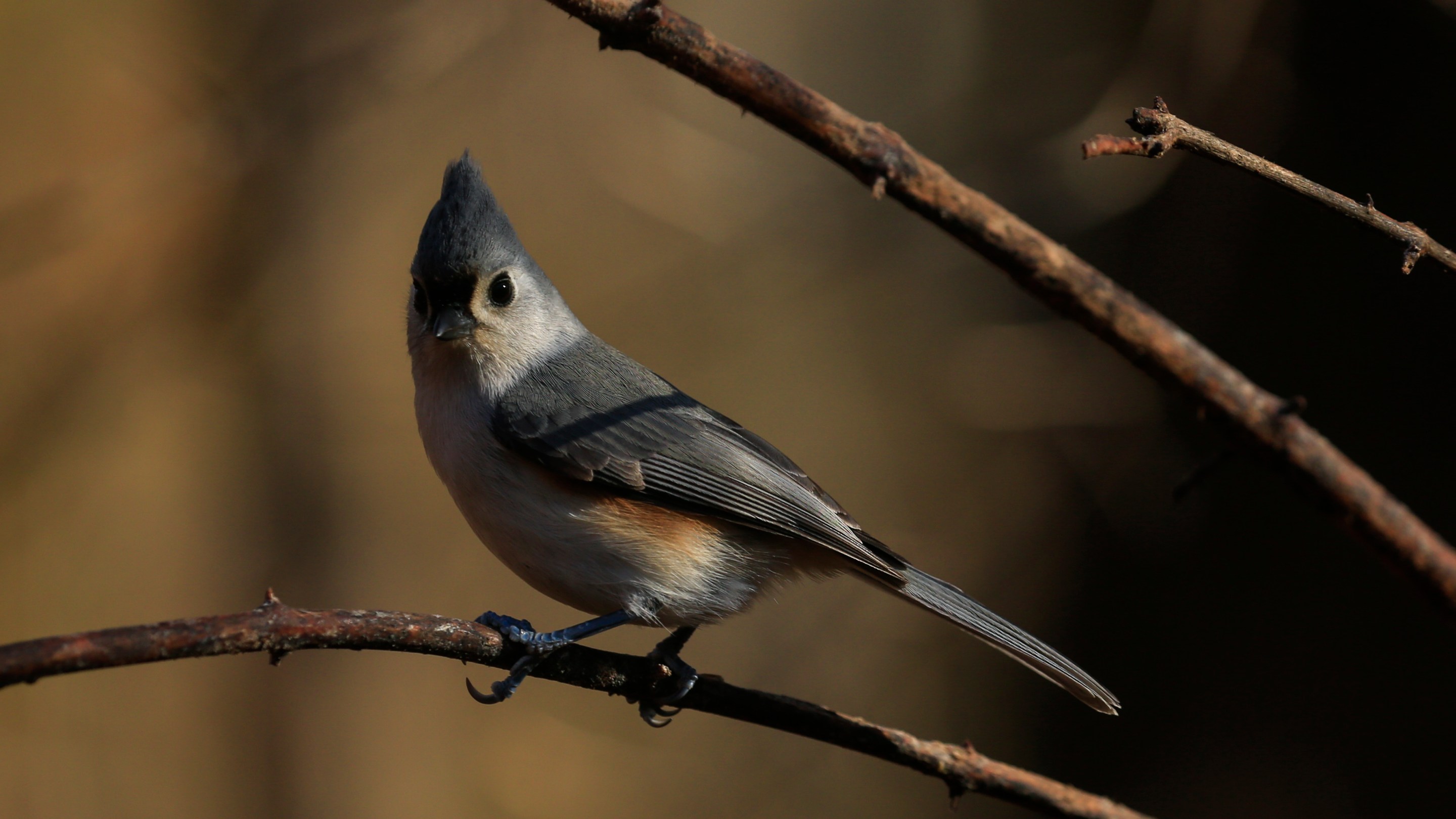 A Tufted Titmouse stands on a branch as Robert DeCandido also known as "Birding Bob" leads a group of bird watchers during a tour in Central Park, New York on November 29, 2020. - On a recent sunny morning in New York a few dozen people gathered in Central Park's wooded Ramble area with a common goal: zero in on an elusive owl. Autumn leaves crunch under their shoes as "Birding Bob" -- a guide who has been organizing birdwatching tours in the park for more than three decades, with interest jumping since the coronavirus pandemic hit the city in March -- leads them along winding paths. (Photo by Kena Betancur / AFP) (Photo by KENA BETANCUR/AFP via Getty Images)