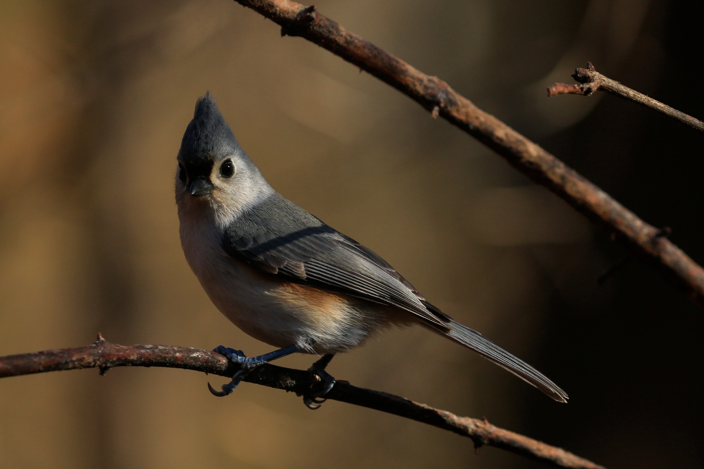 A Tufted Titmouse stands on a branch as Robert DeCandido also known as "Birding Bob" leads a group of bird watchers during a tour in Central Park, New York on November 29, 2020. - On a recent sunny morning in New York a few dozen people gathered in Central Park's wooded Ramble area with a common goal: zero in on an elusive owl. Autumn leaves crunch under their shoes as "Birding Bob" -- a guide who has been organizing birdwatching tours in the park for more than three decades, with interest jumping since the coronavirus pandemic hit the city in March -- leads them along winding paths. (Photo by Kena Betancur / AFP) (Photo by KENA BETANCUR/AFP via Getty Images)