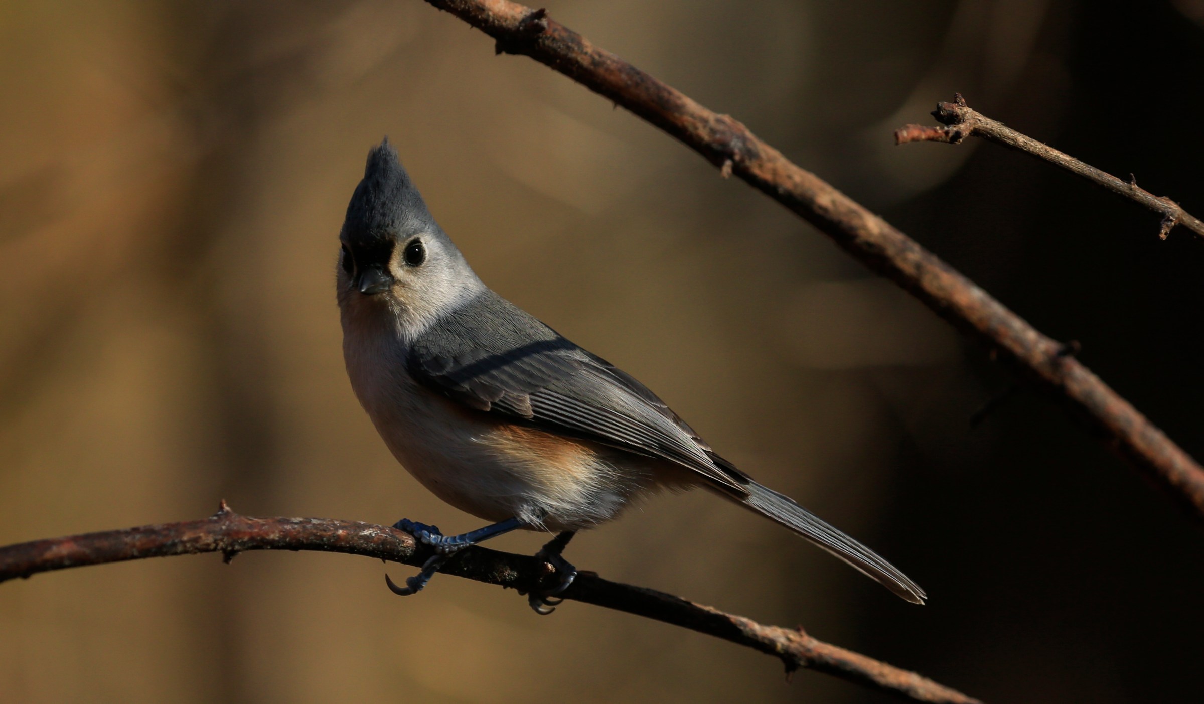 A Tufted Titmouse stands on a branch as Robert DeCandido also known as "Birding Bob" leads a group of bird watchers during a tour in Central Park, New York on November 29, 2020. - On a recent sunny morning in New York a few dozen people gathered in Central Park's wooded Ramble area with a common goal: zero in on an elusive owl. Autumn leaves crunch under their shoes as "Birding Bob" -- a guide who has been organizing birdwatching tours in the park for more than three decades, with interest jumping since the coronavirus pandemic hit the city in March -- leads them along winding paths. (Photo by Kena Betancur / AFP) (Photo by KENA BETANCUR/AFP via Getty Images)