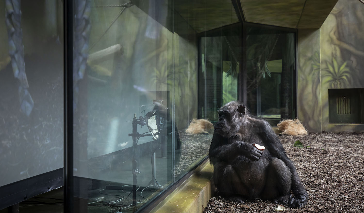 DVUR KRALOVE NAD LABEM, CZECH REPUBLIC - MARCH 19: A Chimpanzee watches a live-stream on a screen set up in an enclosure at the Safari Park on March 19, 2021 in Dvur Kralove nad Labem, Czech Republic. The park has set up live-stream broadcasting from the zoo in Brno to enrich the daily life of their chimpanzees amid lockdown. The Safari Park launched the experimental project to give the chimpanzees something to watch to give them some stimulation while crowds are not allowed to visit the zoo due to the coronavirus pandemic. (Photo by Gabriel Kuchta/Getty Images)