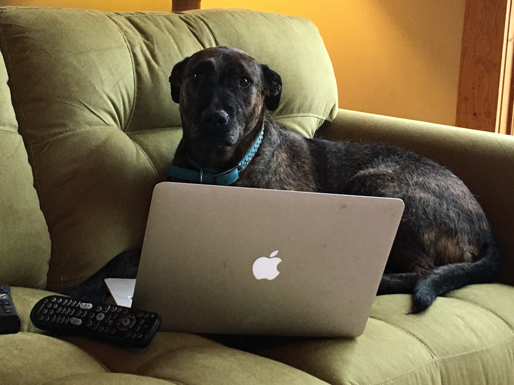 My dog Dot, blogging