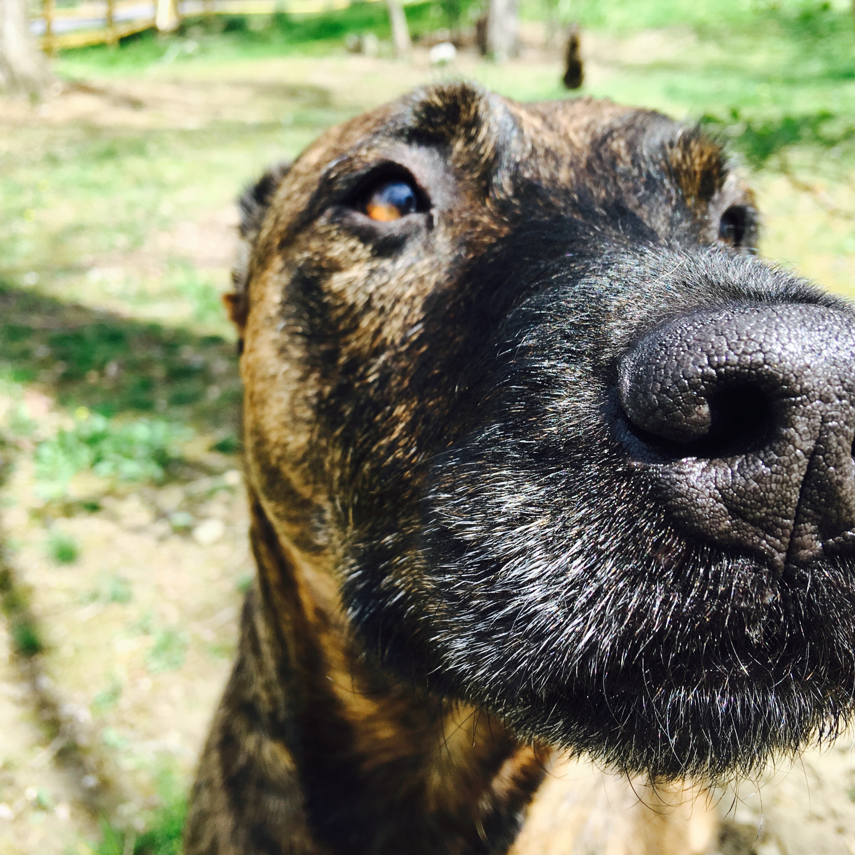 My dog Dot