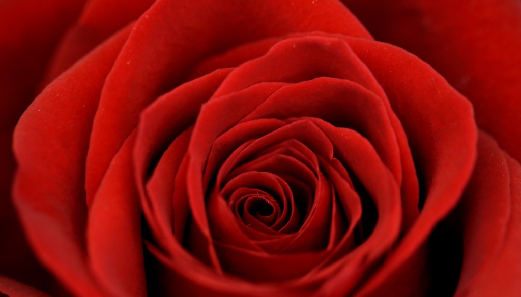 An image of a rose, but not the "Forever Rose," and also not the image of a rose that was chosen to represent the "Forever Rose" image of a rose.