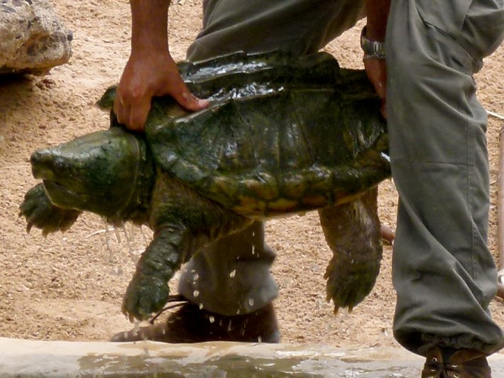 An alligator snapping turtle, which very obviously is not a lake creature.