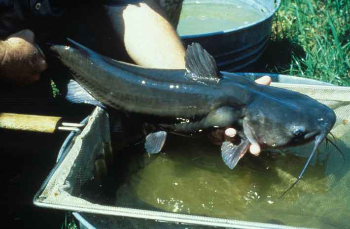 A catfish, and definitely not a lake creature.