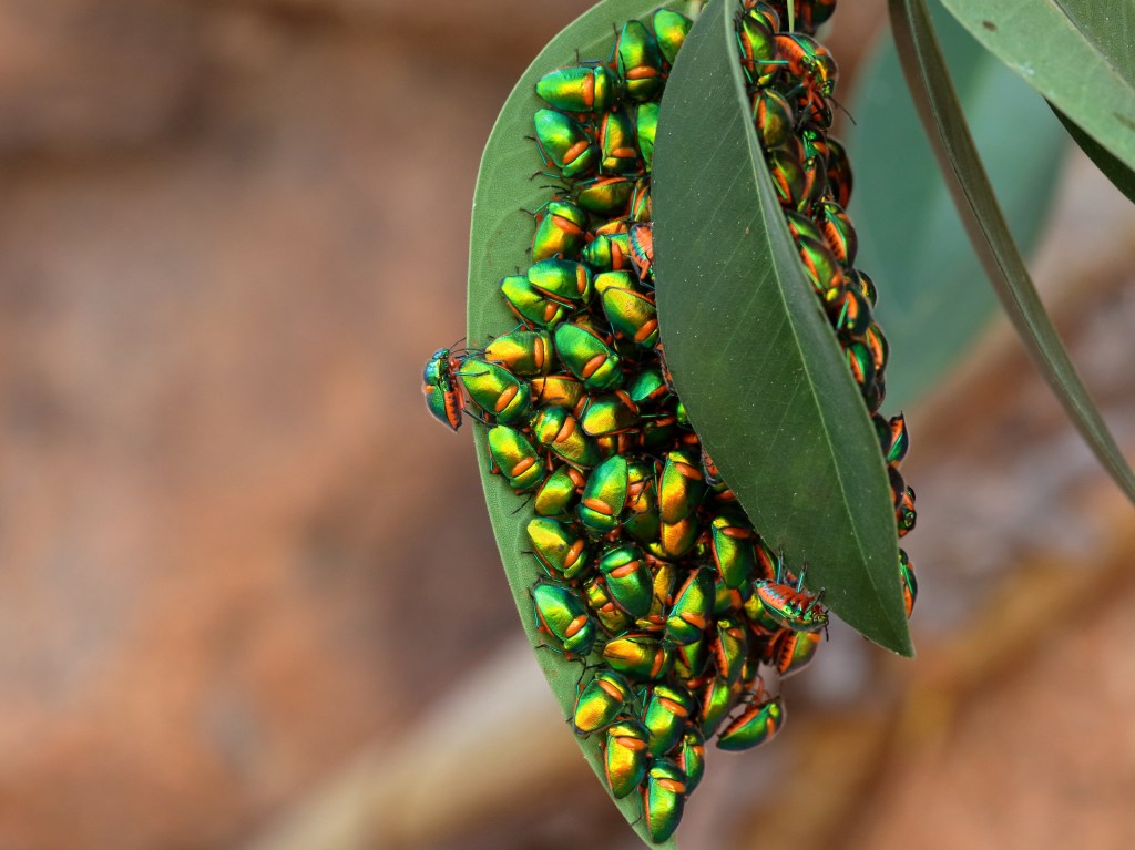 Green jewel bugs cluster together on a leaf.