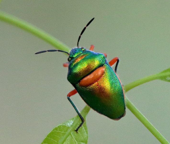 Another lovely little green jewel bug.