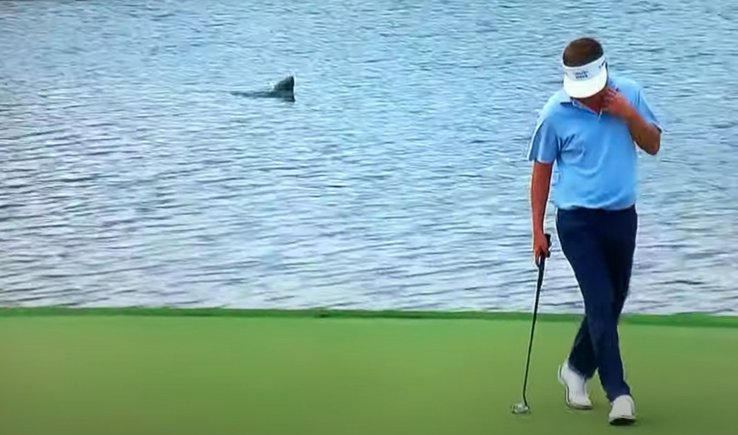 A lake creature bobs to the surface of the lake at Quail Hollow Golf Course.