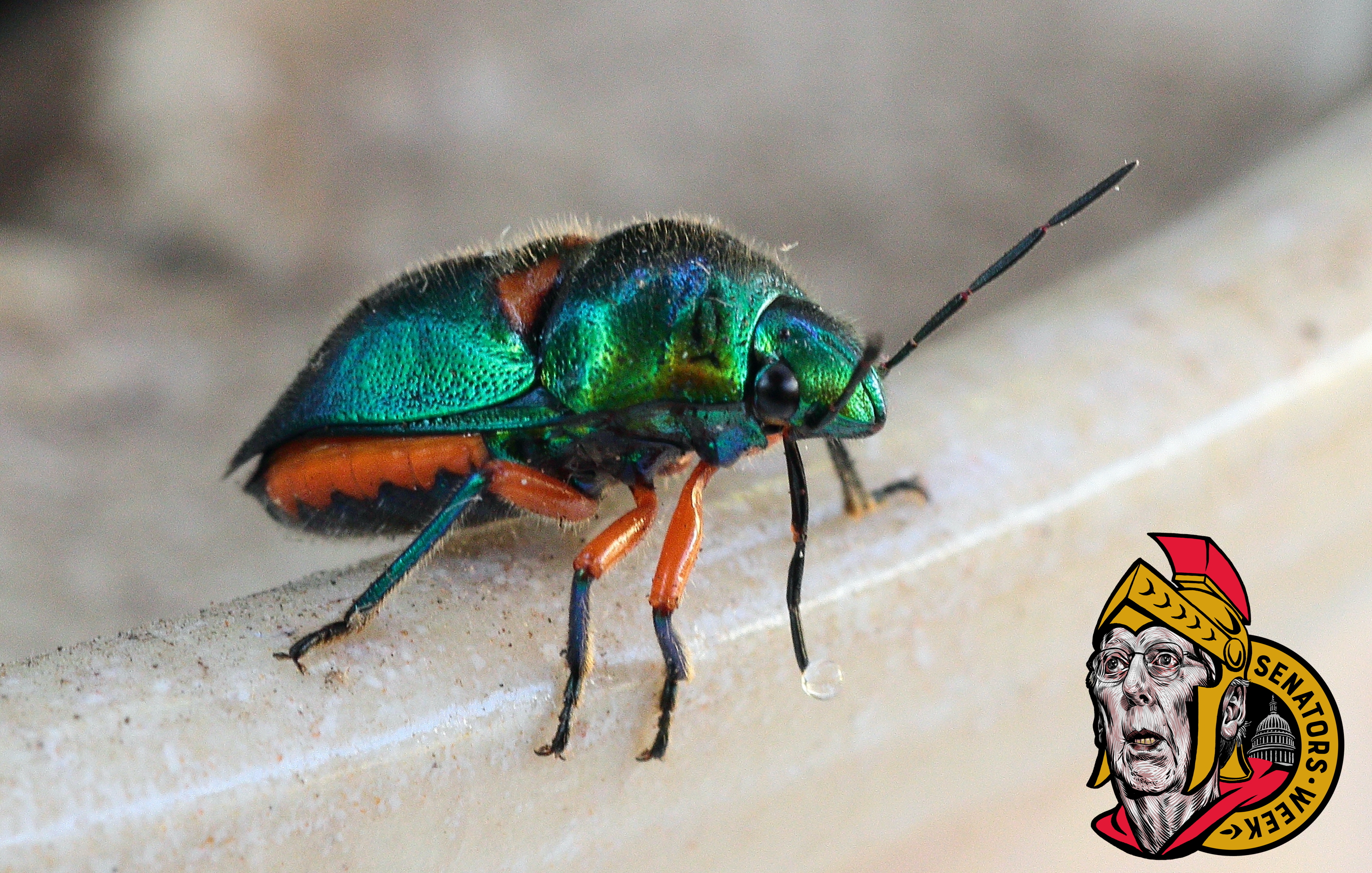 A lovely little Green Jewel Bug.