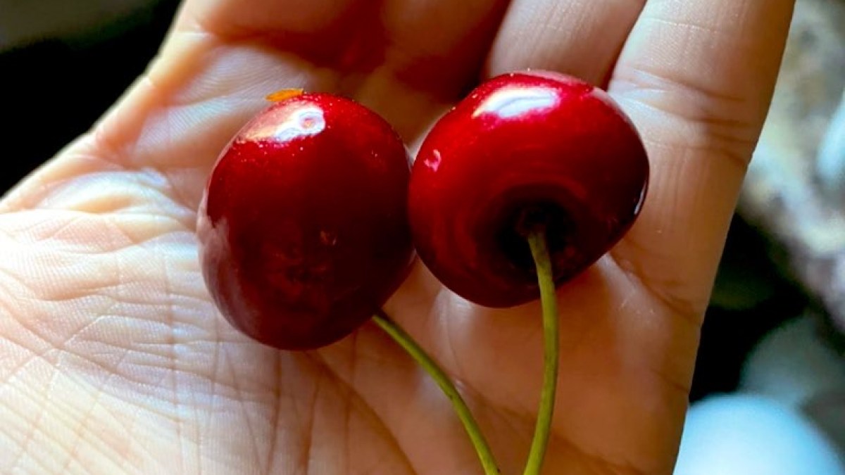 two cherries in a palm