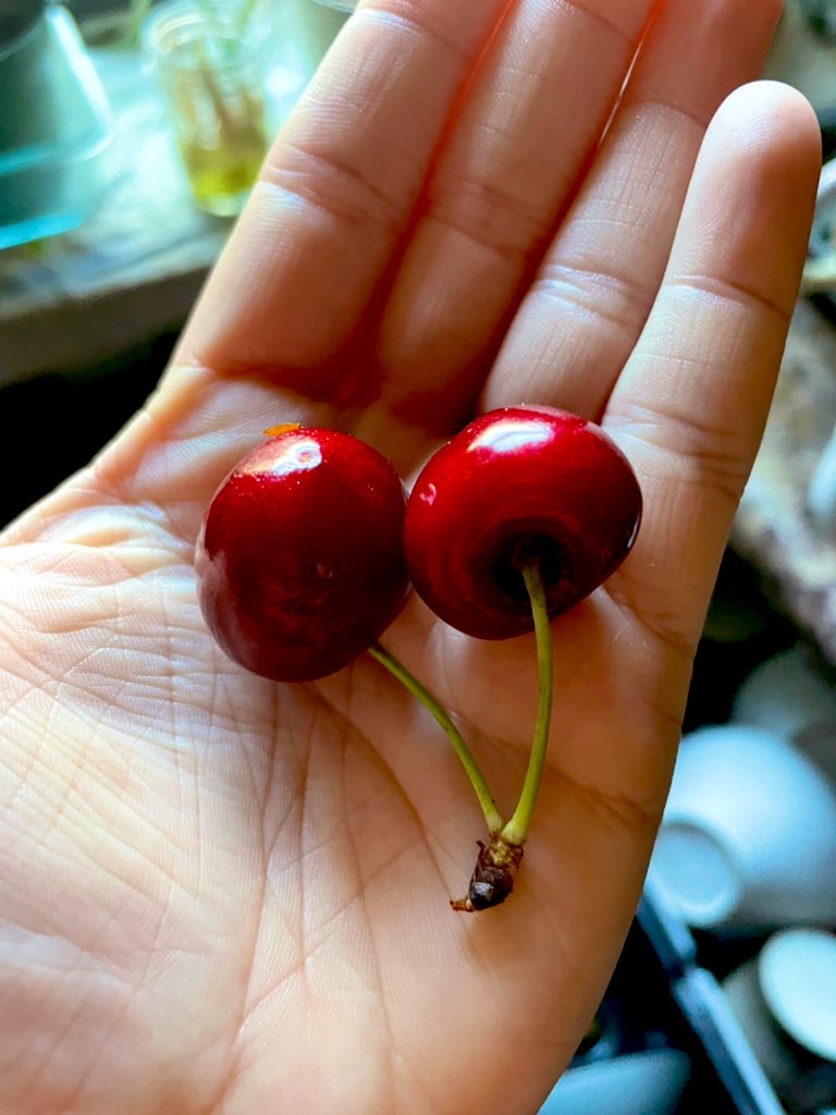two cherries in a palm