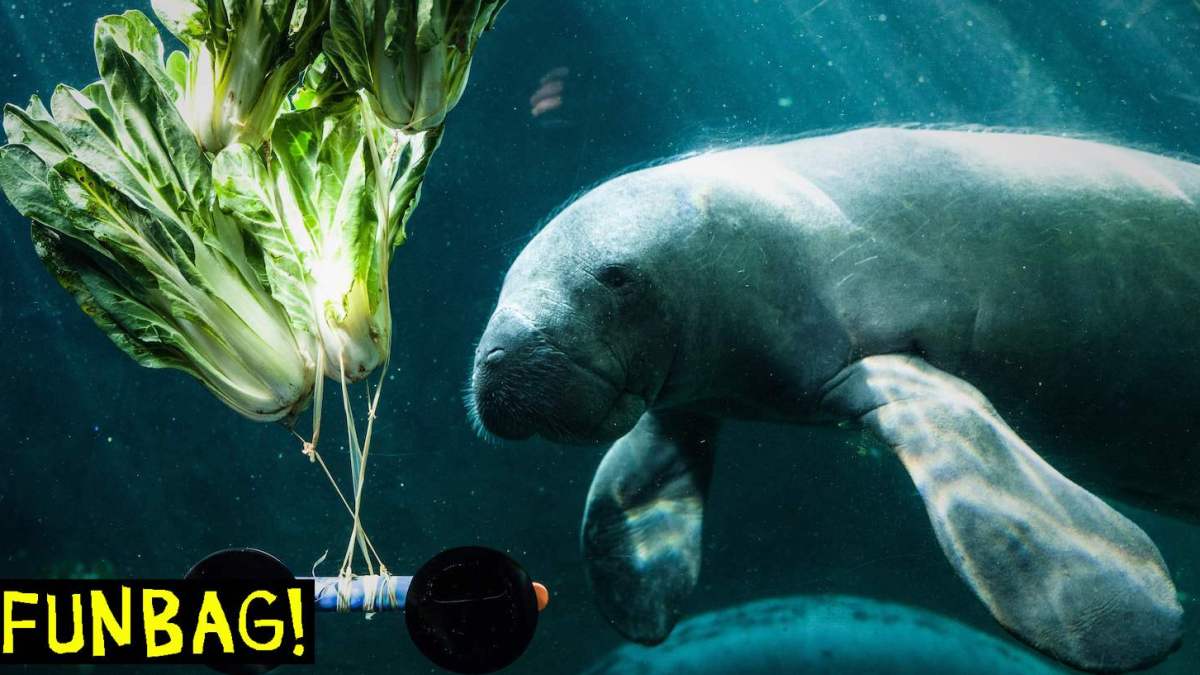 A manatee feeds on cabbage in the aquarium at the Vincennes zoological gardens (Parc zoologique de Vincennes) in Paris on April 4, 2019. - The zoo of Paris will celebrate five years since its reopening on April 12, 2019. (Photo by Philippe LOPEZ / AFP) (Photo credit should read PHILIPPE LOPEZ/AFP via Getty Images)