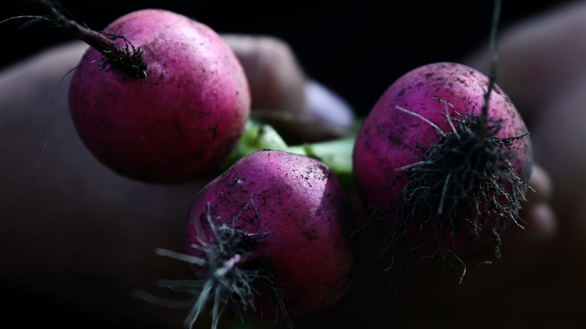 Some radishes, seen in close up.
