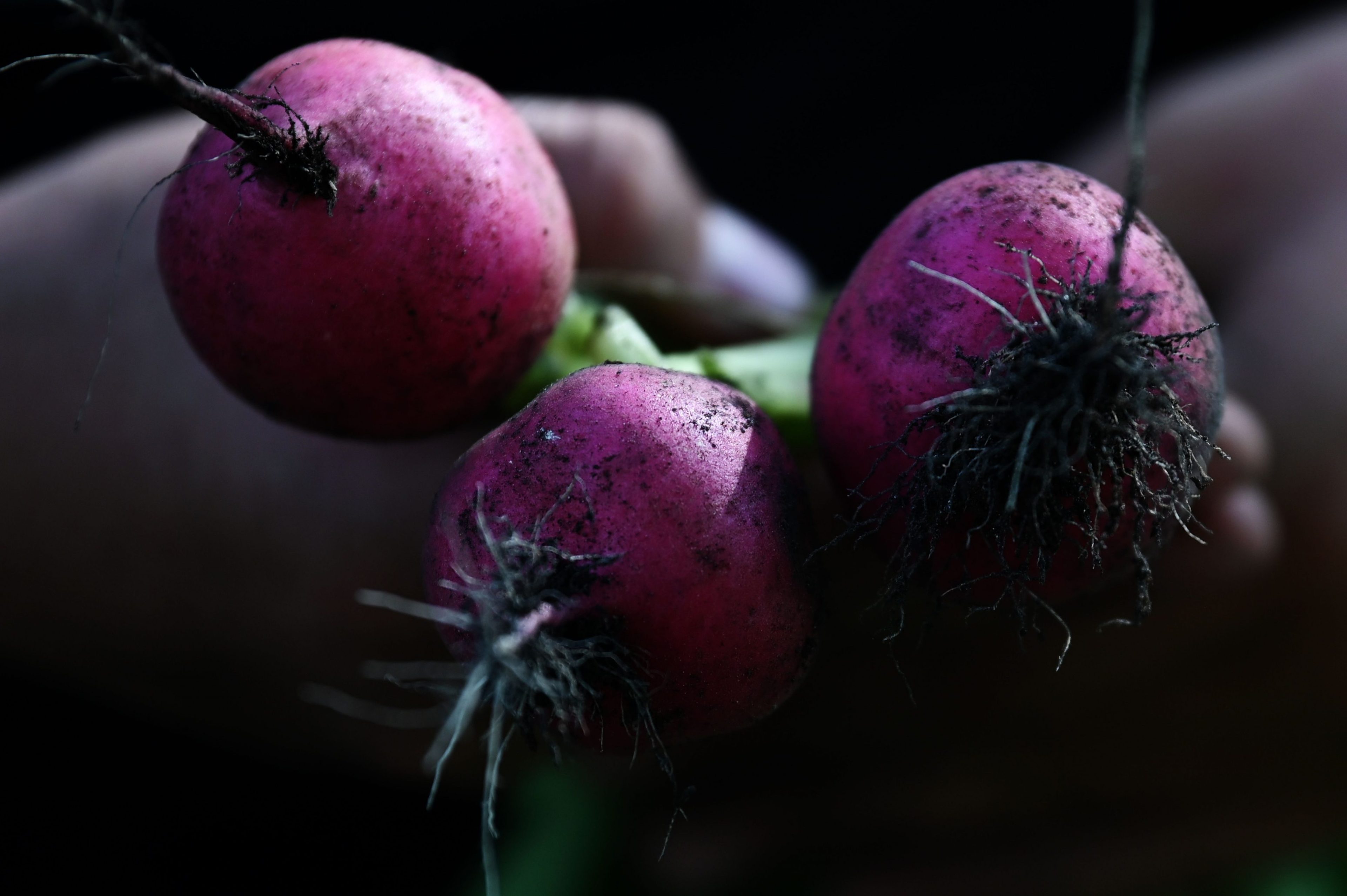 Some radishes, seen in close up.