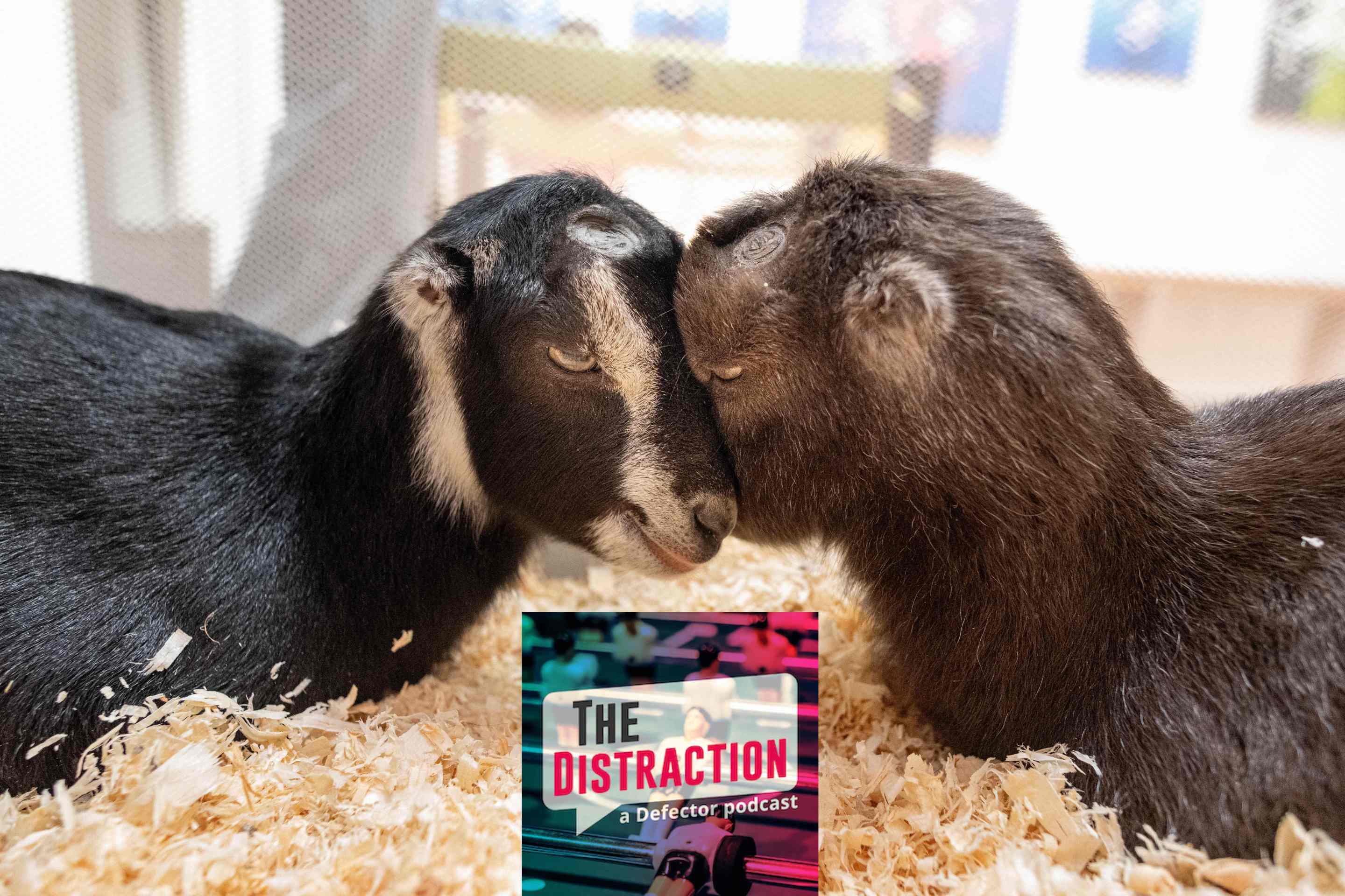 Two baby goats snuggling over The Distraction logo. It's all been leading up to this.