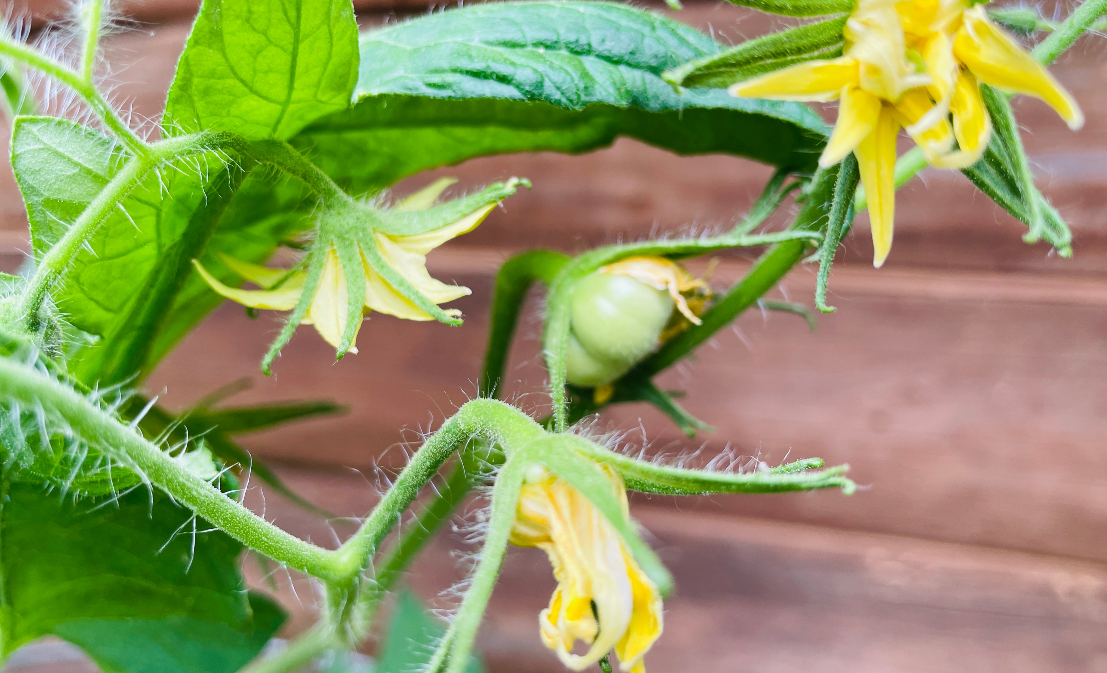 A very tiny green baby tomato on the vine