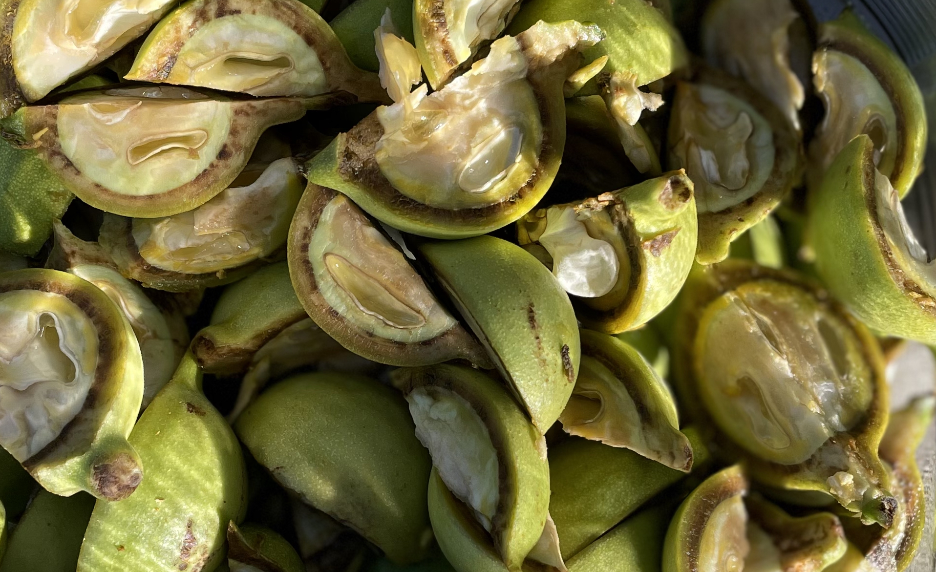 The walnuts an hour or so after being quartered.