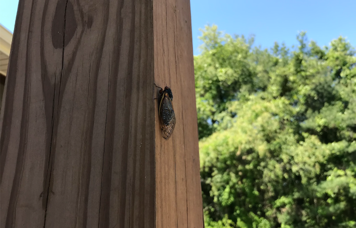 An early cicada from the 2021 brood.