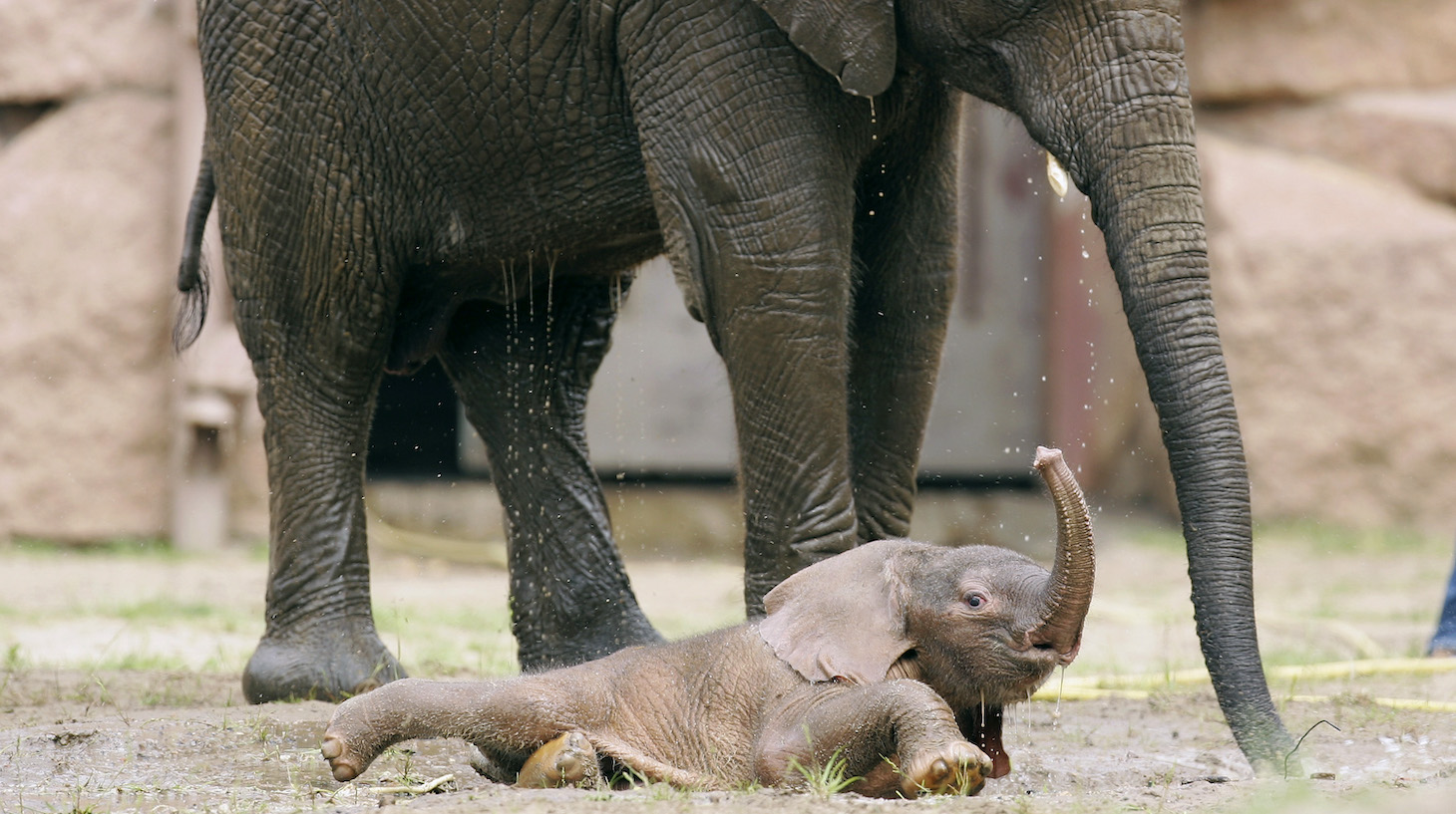 BERLIN - MAY 23: Three days old nameless elephant baby plays with his fellow "Tana" in his enclosure at the Zoological Garden (Tierpark) Berlin on May 23, 2007 in Berlin, Germany. The Zoological Garden presented today the new born elephant for the public. (Photo by Andreas Rentz/Getty Images)