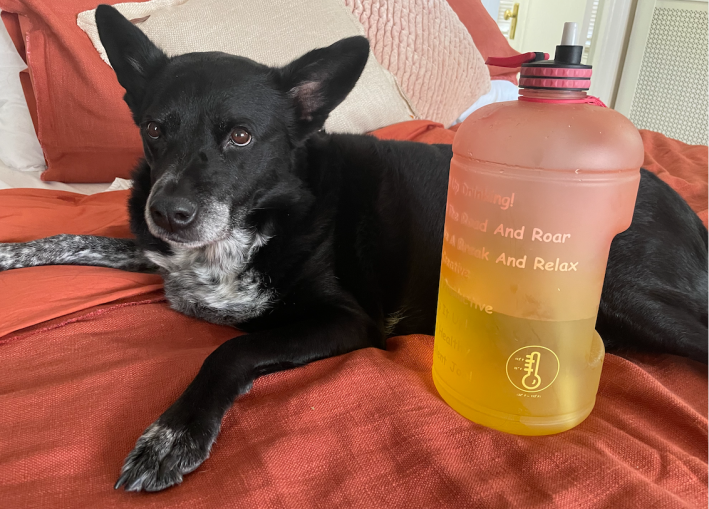 Kelsey's big dog Georgia posing next to giant water bottle