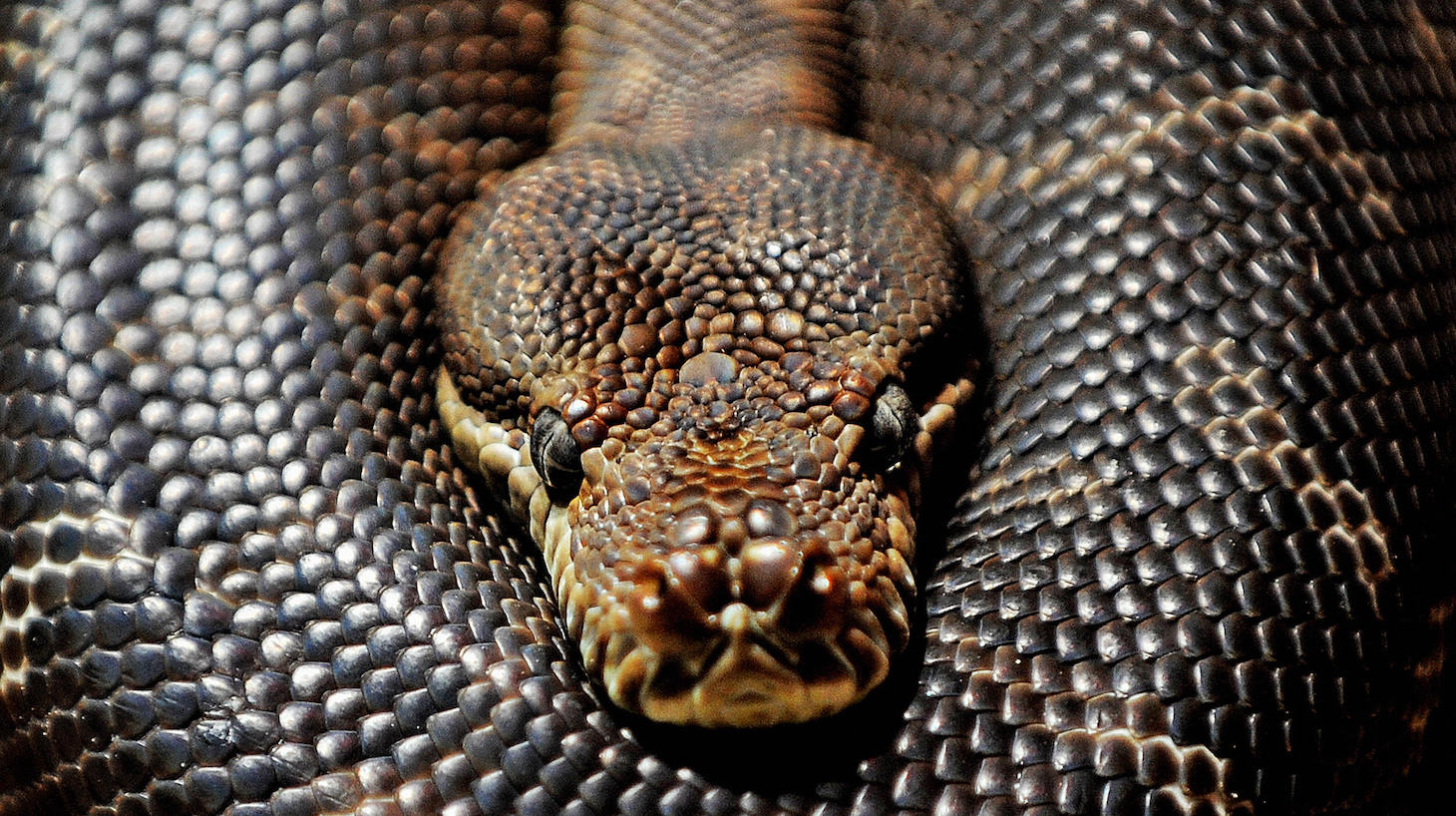 A Centralian carpet python lies coiled at Sydney Wildlife World on September 11, 2009 which features Australian flora and fauna set amongst natural habitats and eco-systems. The non-venomous Centralian carpet python found only in Australia's Northern Territory, uses its colouring to help it blend in with the red sand and rock found in its usual arid desert habitat. Like other carpet pythons it is mainly nocturnal and feeds on small mammals, birds and reptiles. AFP PHOTO / Greg WOOD (Photo credit should read GREG WOOD/AFP via Getty Images)