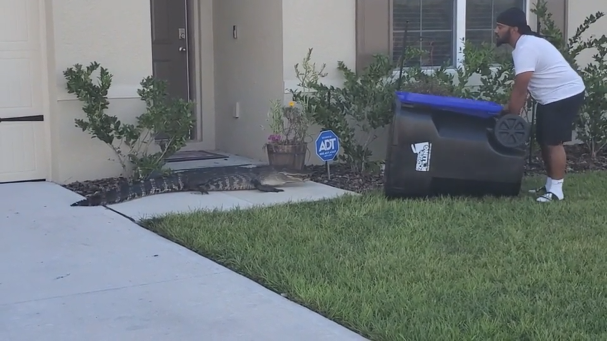 An alligator stares down a man with a trash can
