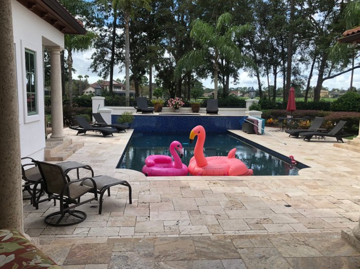 Urban Meyer's backyard swimming pool, with big inflated flamingos floating in it