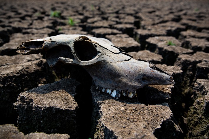 A cattle skull in a parched hellscape