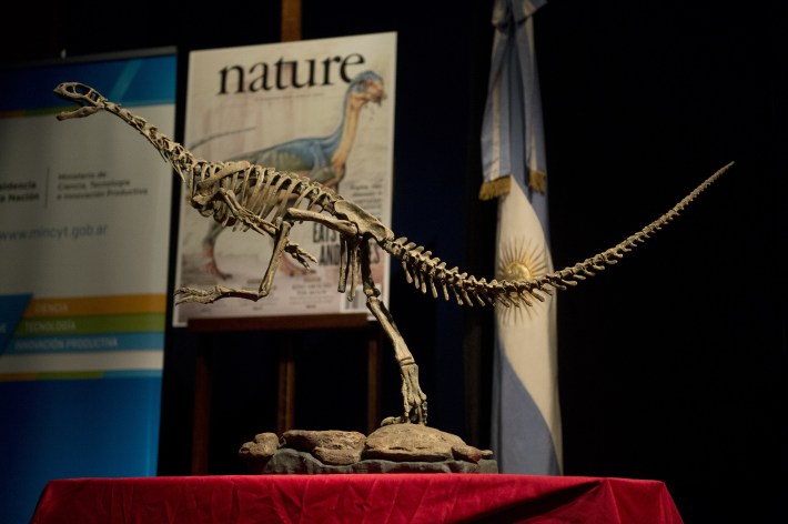 A raptor skeleton on display