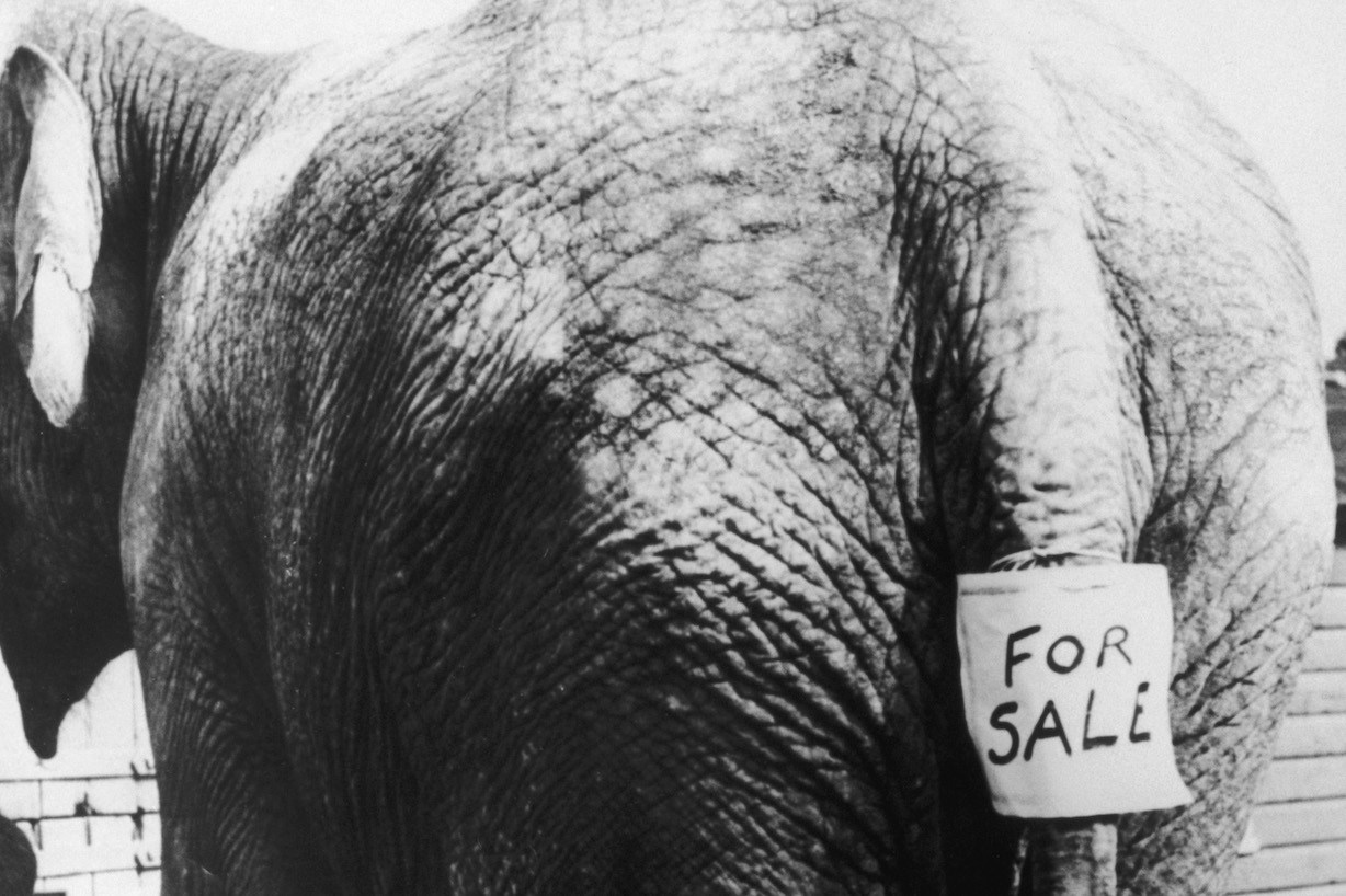 An Indian elephant with a 'For Sale' sign attached to its tail, circa 1930. (Photo by FPG/Hulton Archive/Getty Images)