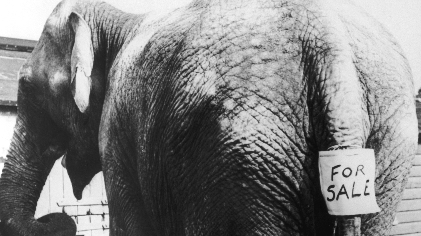 An Indian elephant with a 'For Sale' sign attached to its tail, circa 1930. (Photo by FPG/Hulton Archive/Getty Images)