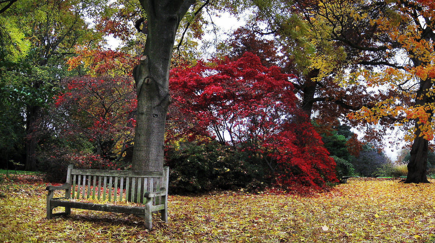 Isleworth, UNITED KINGDOM: (A COMPOSITE IMAGE MADE WITH TWO PICTURES PUT TOGETHER TO CREATE A PANORAMIC VIEW) A gardener uses a blower to clear a path of leaves in the gardens of Syon Park, home of The Duke of Northumberland, in Isleworth some 10 miles south-west of London, 20 November 2006. The gardens are renowned for the extensive collection of rare trees and plants since "Capability" Brown landscaped the park in the mid 18th century. It is registered as a Grade I landscape in the English Heritage Register of Parks and Gardens of Historic Importance in England. AFP PHOTO/ADRIAN DENNIS (Photo credit should read ADRIAN DENNIS/AFP via Getty Images)