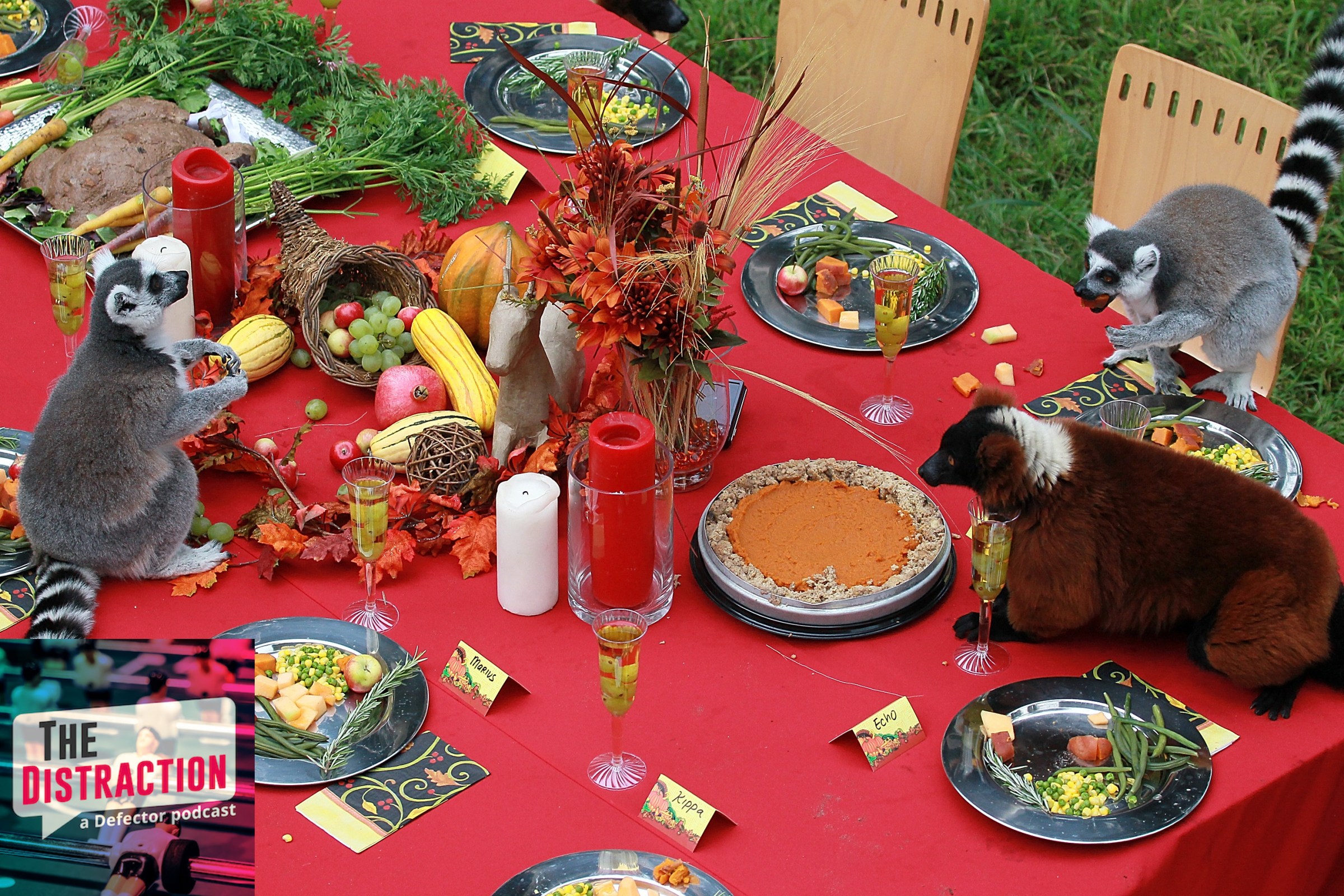 A bunch of lemurs at the San Francisco zoo eat a version of Thanksgiving dinner at an actual table.