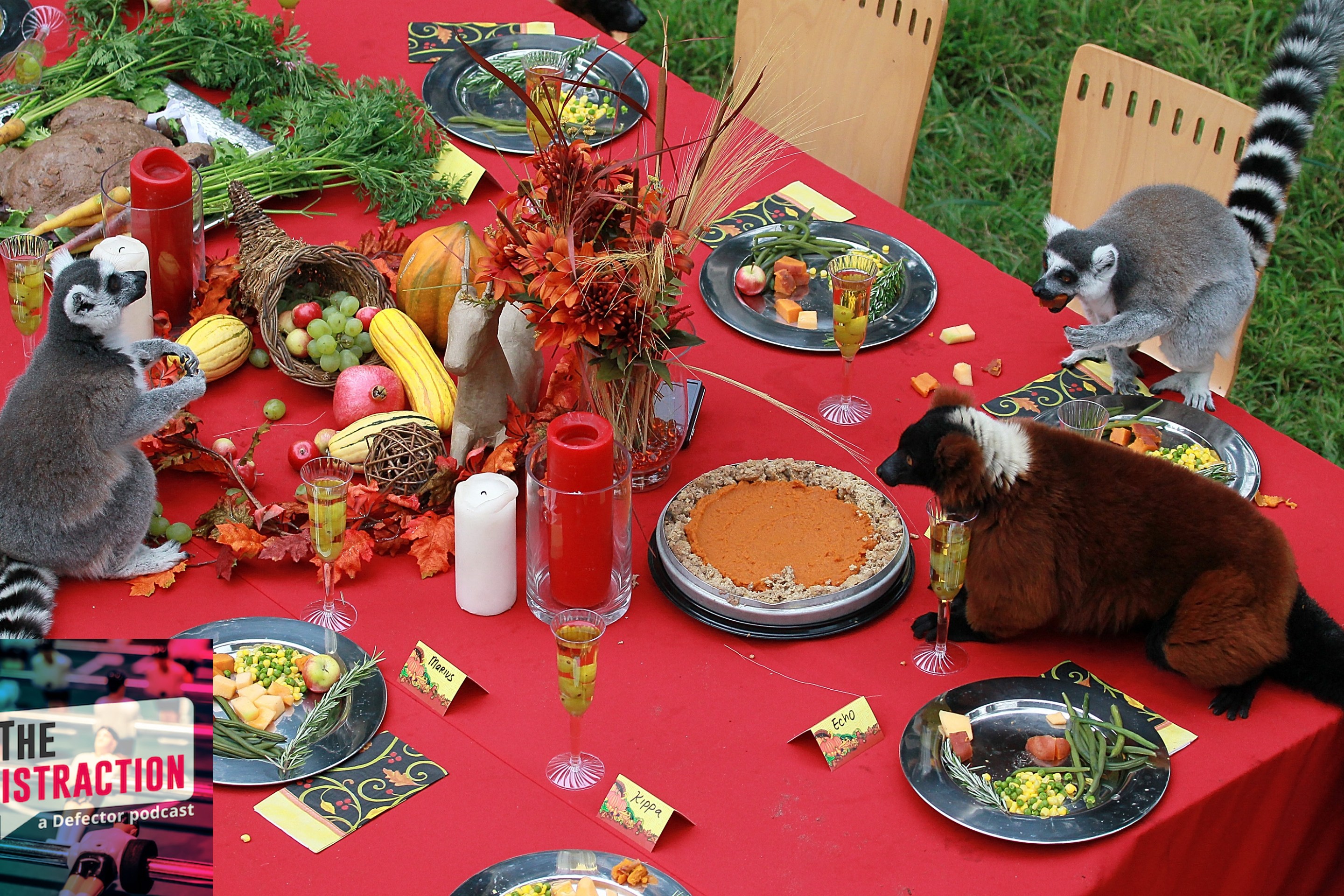 A bunch of lemurs at the San Francisco zoo eat a version of Thanksgiving dinner at an actual table.