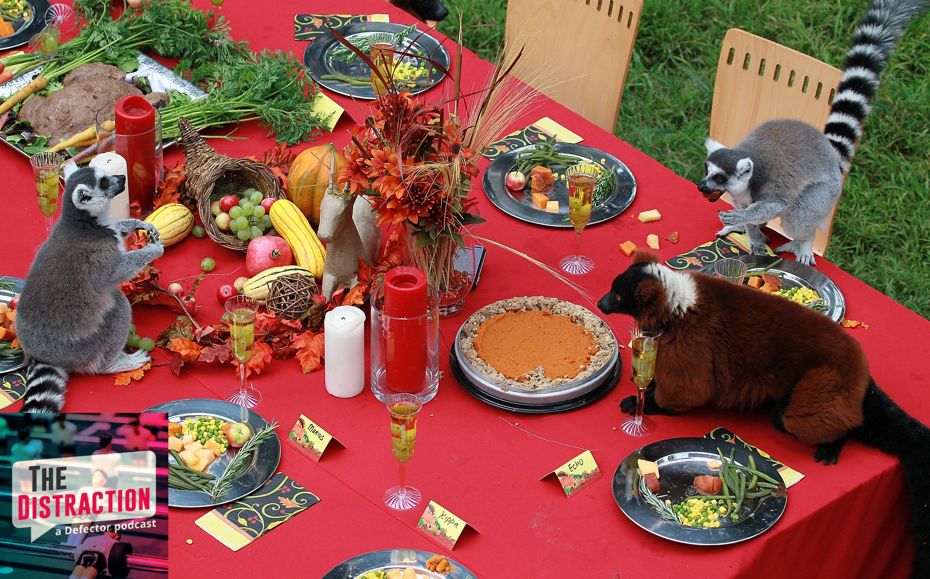 A bunch of lemurs at the San Francisco zoo eat a version of Thanksgiving dinner at an actual table.