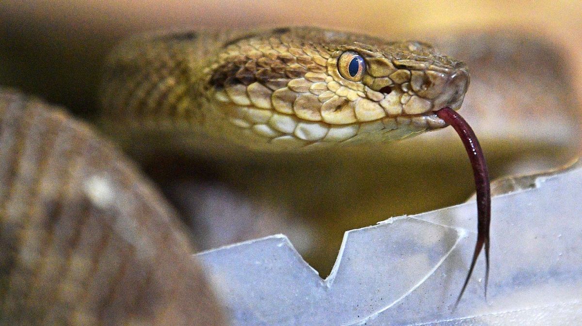 A highly venomous Golden Lancehead snake is seen at the Butantan Institue -which supplies the Ministry of Health, with many snakes' venom for its ditribution countrywide- in Sao Paulo, Brazil, on November 12, 2019. - In 2018 nearly 29,000 people were bitten by snakes in Brazil, of which over a hundred were killed. Most of the cases were in the vast and remote Amazon basin, far away from hospitals stocked with antivenom. (Photo by CARL DE SOUZA / AFP) (Photo by CARL DE SOUZA/AFP via Getty Images)