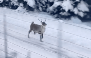 Screenshot of reindeer running hella fast