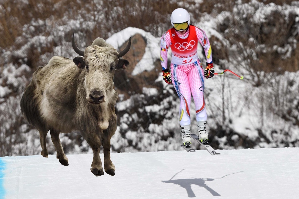 A downhill skier, and a yak