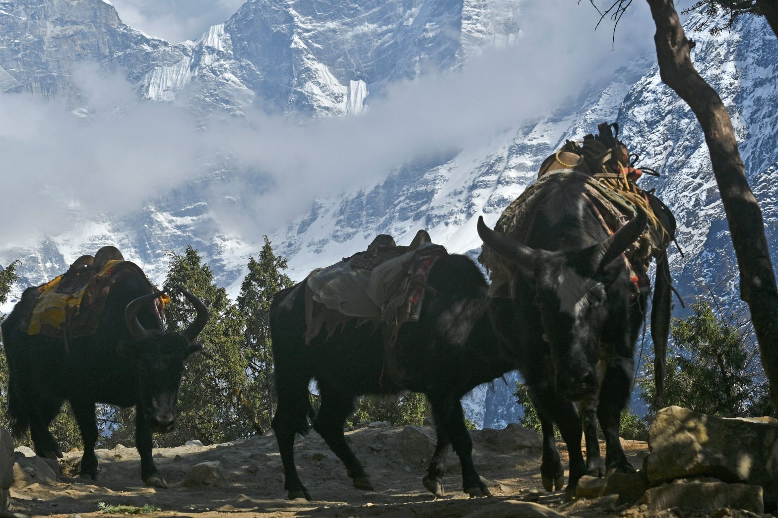 Domestic yaks carry goods